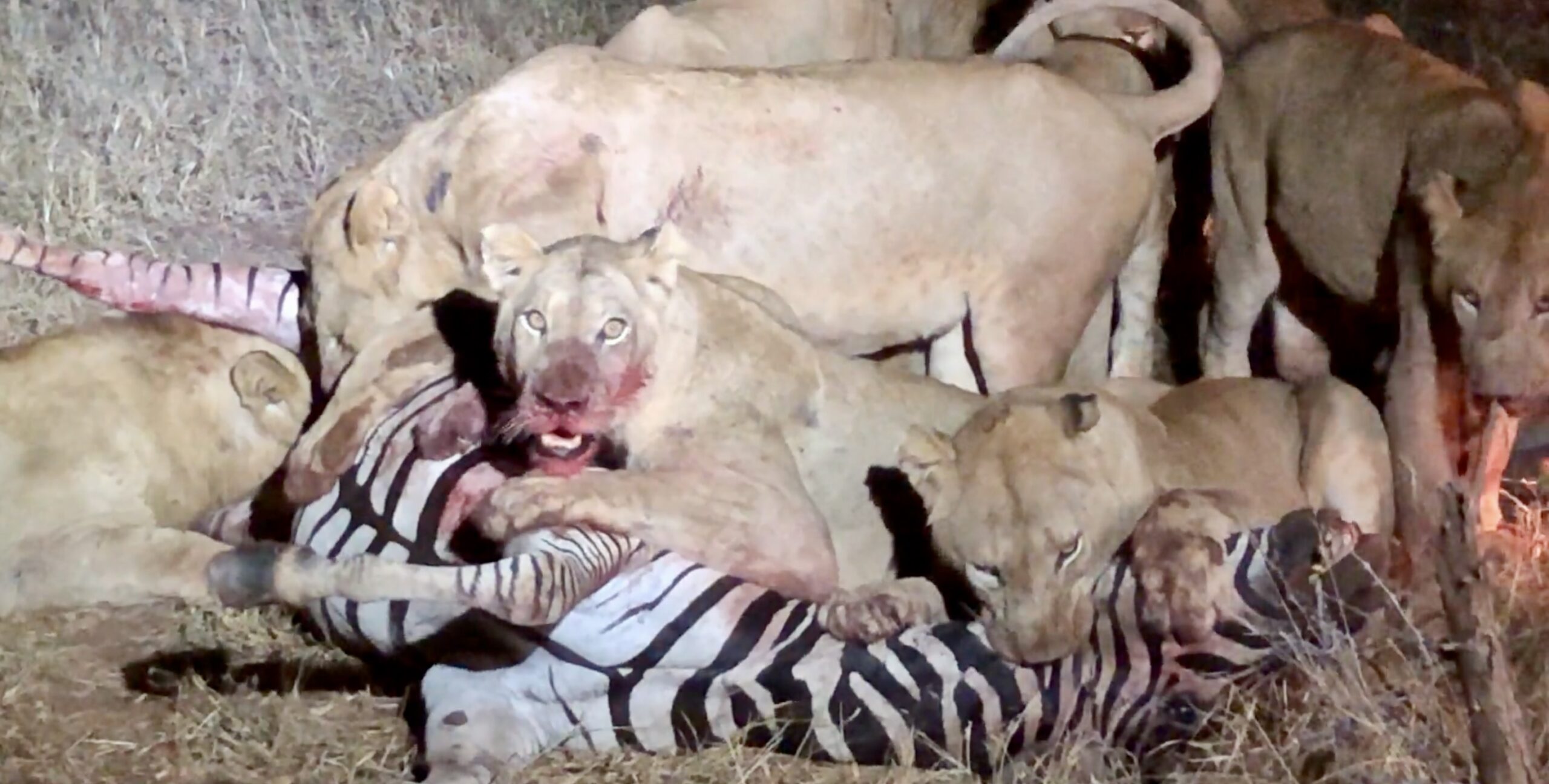 Pride Brings Down Zebra In Brutal Hunt